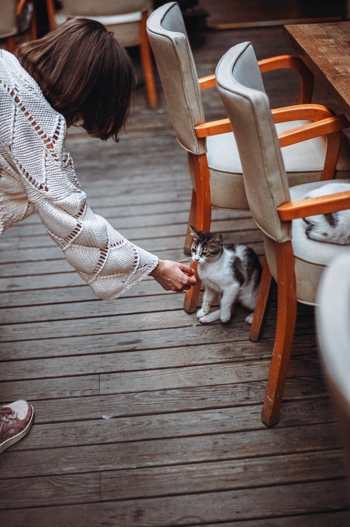 Persona sirviendo comida a su gato, para saber cuánto debe comer un gato al día