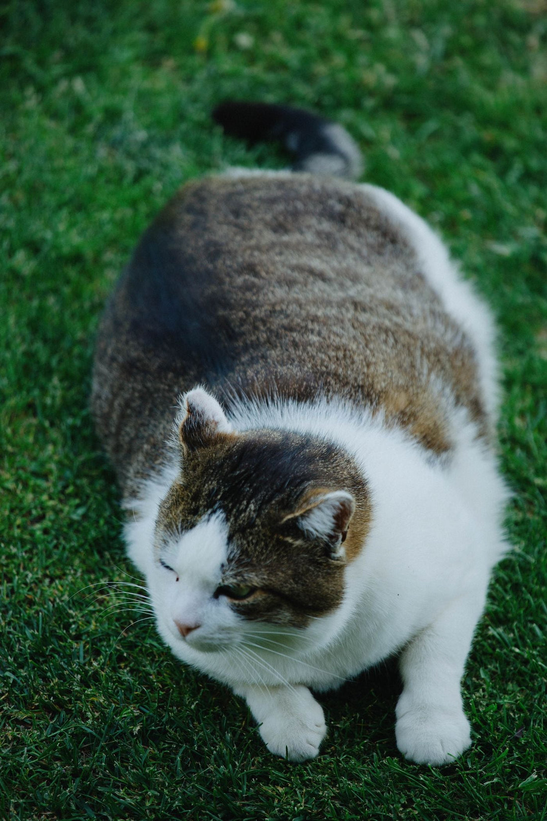 Gato de cuerpo redondeado, para saber si mi gato tiene sobrepeso
