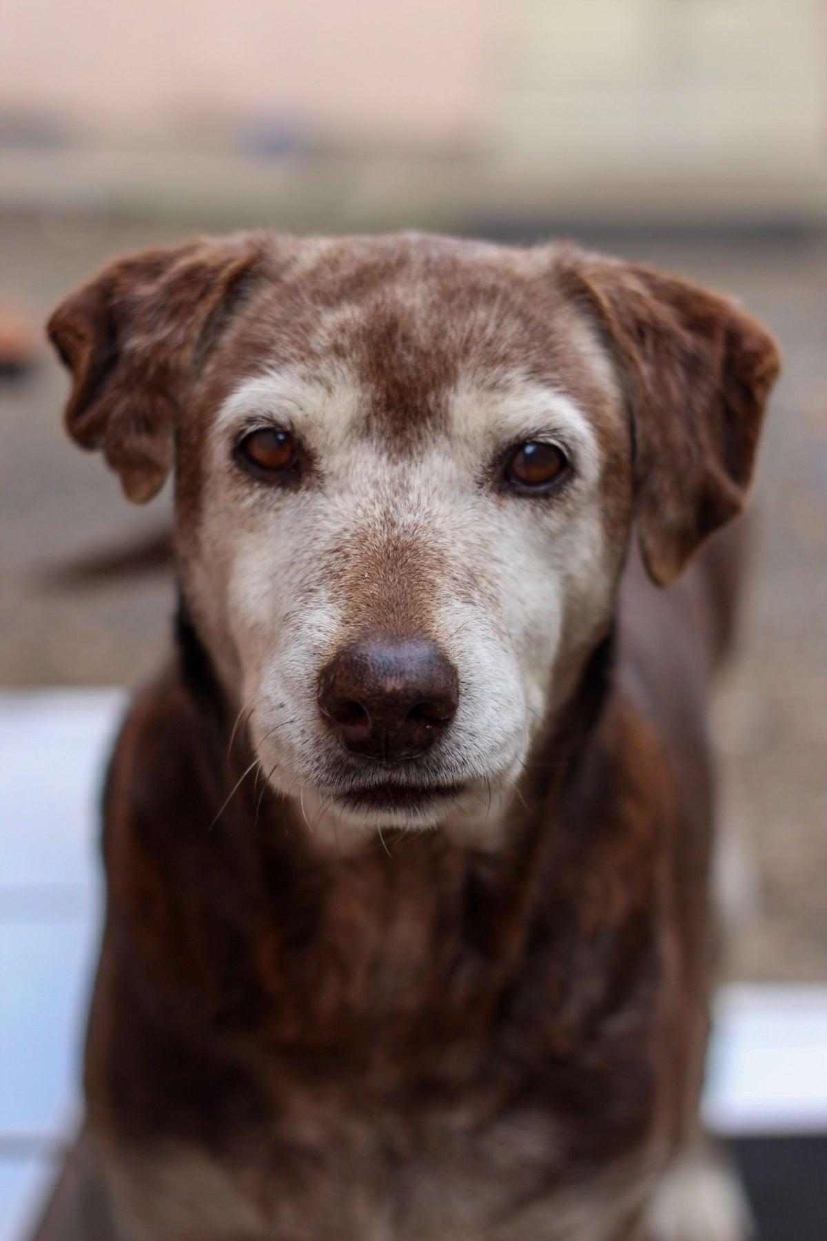 Perro con el hocico encanecido, señal de a qué edad un perro es senior