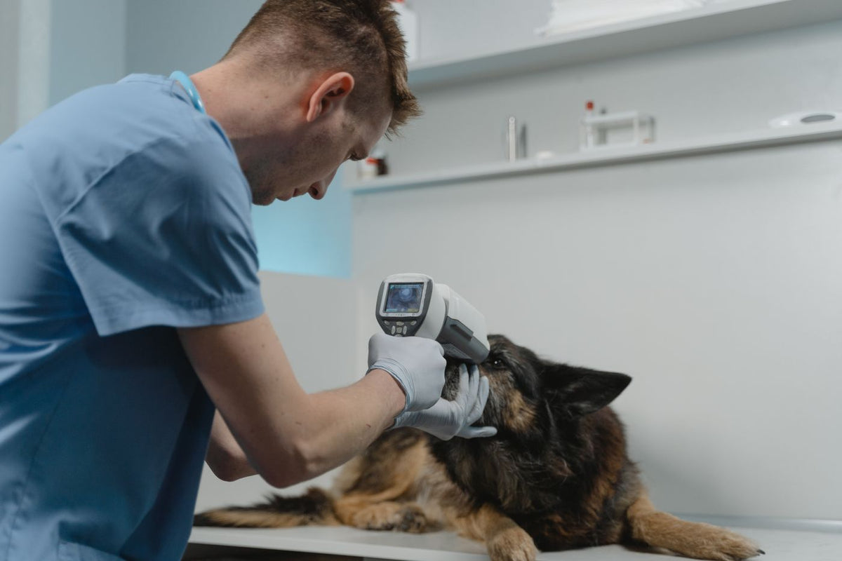 Veterinario revisando a un perro, para saber cada cuánto desparasitar a un perro