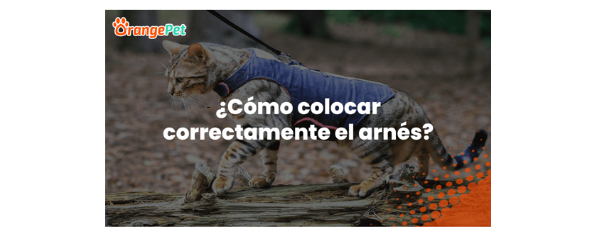 ¿Como colocar correctamente el arnés en tu Mascota?
