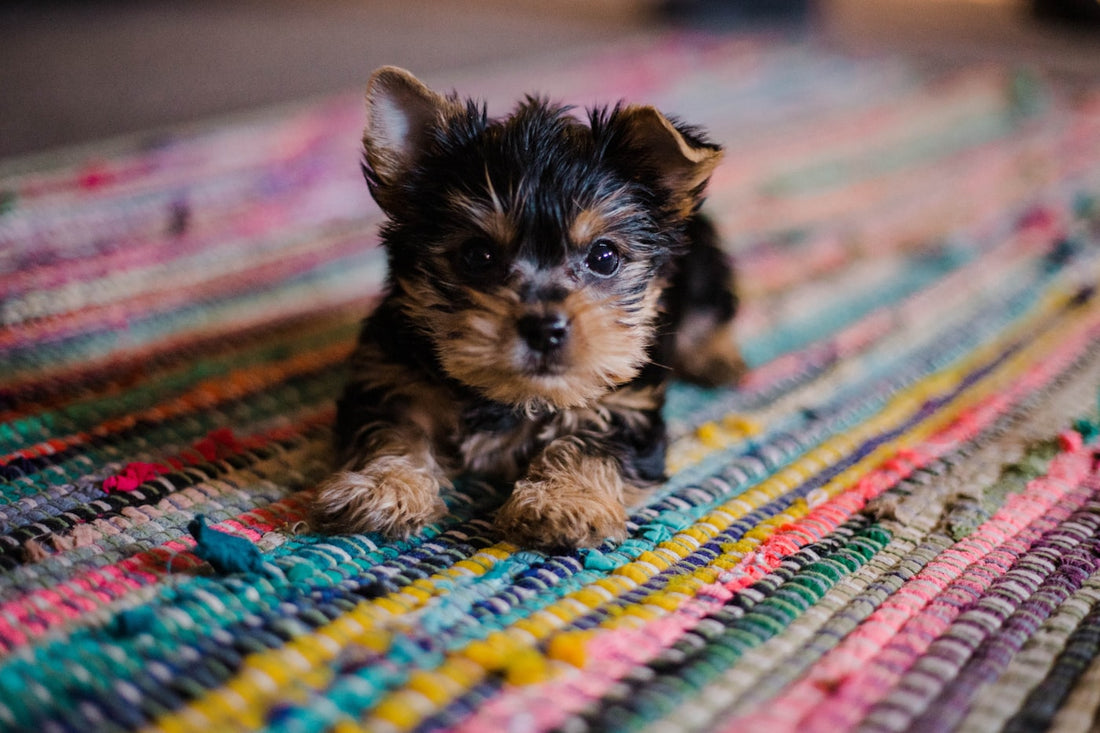 Cachorro recién llegado a casa, base de qué necesito para recibir un cachorro