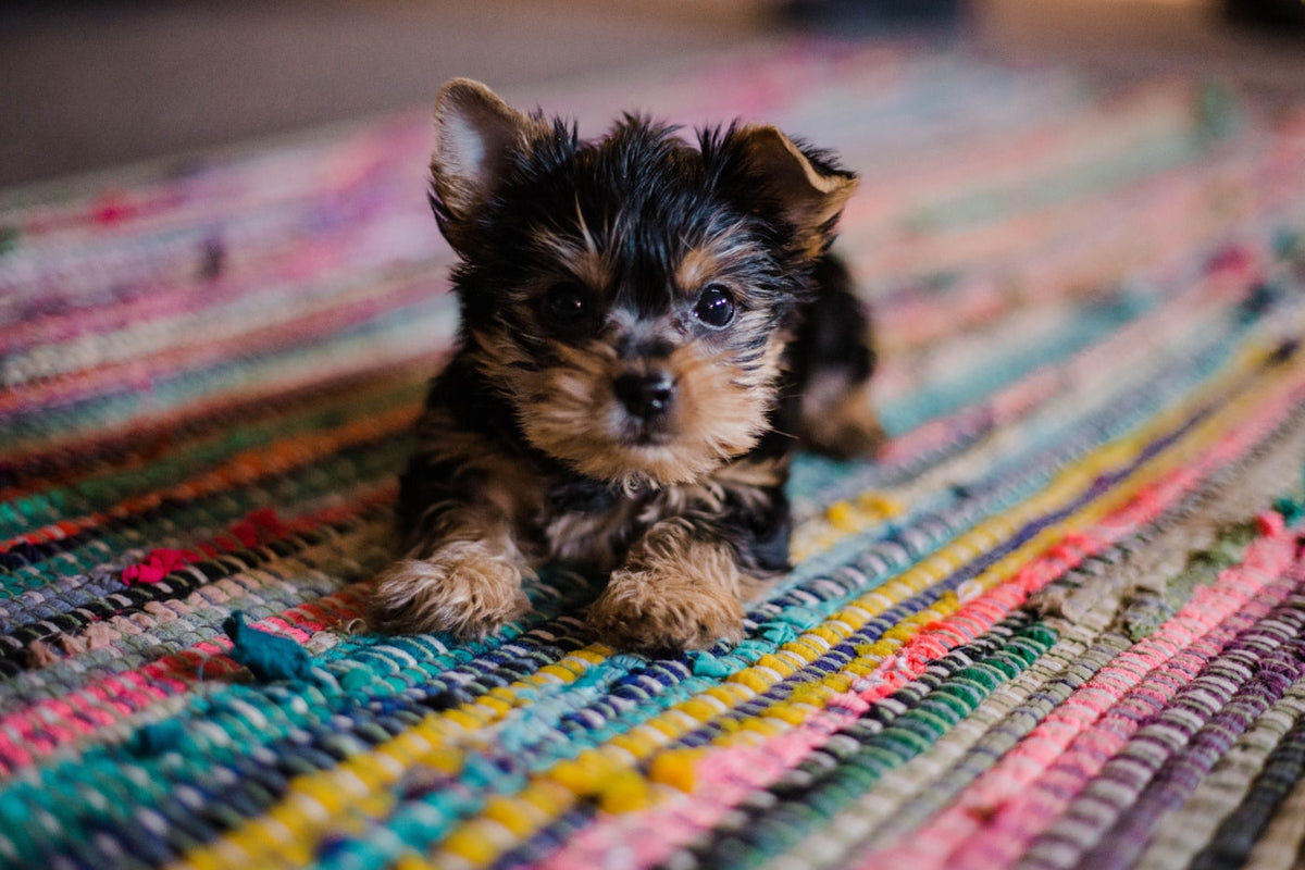 Cachorro recién llegado a casa, base de qué necesito para recibir un cachorro