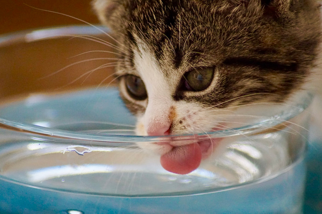 Gato tomando agua de su bebedero, solución para cuando mi gato no toma agua