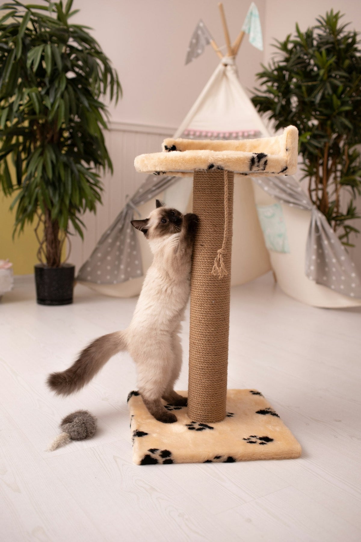 Gato usando un rascador, ejemplo de enriquecimiento ambiental para gatos