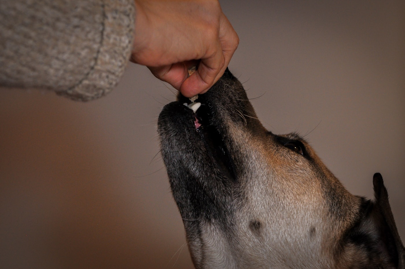 Mano dando un premio a un perro, cuidando los alimentos prohibidos para perros y gatos