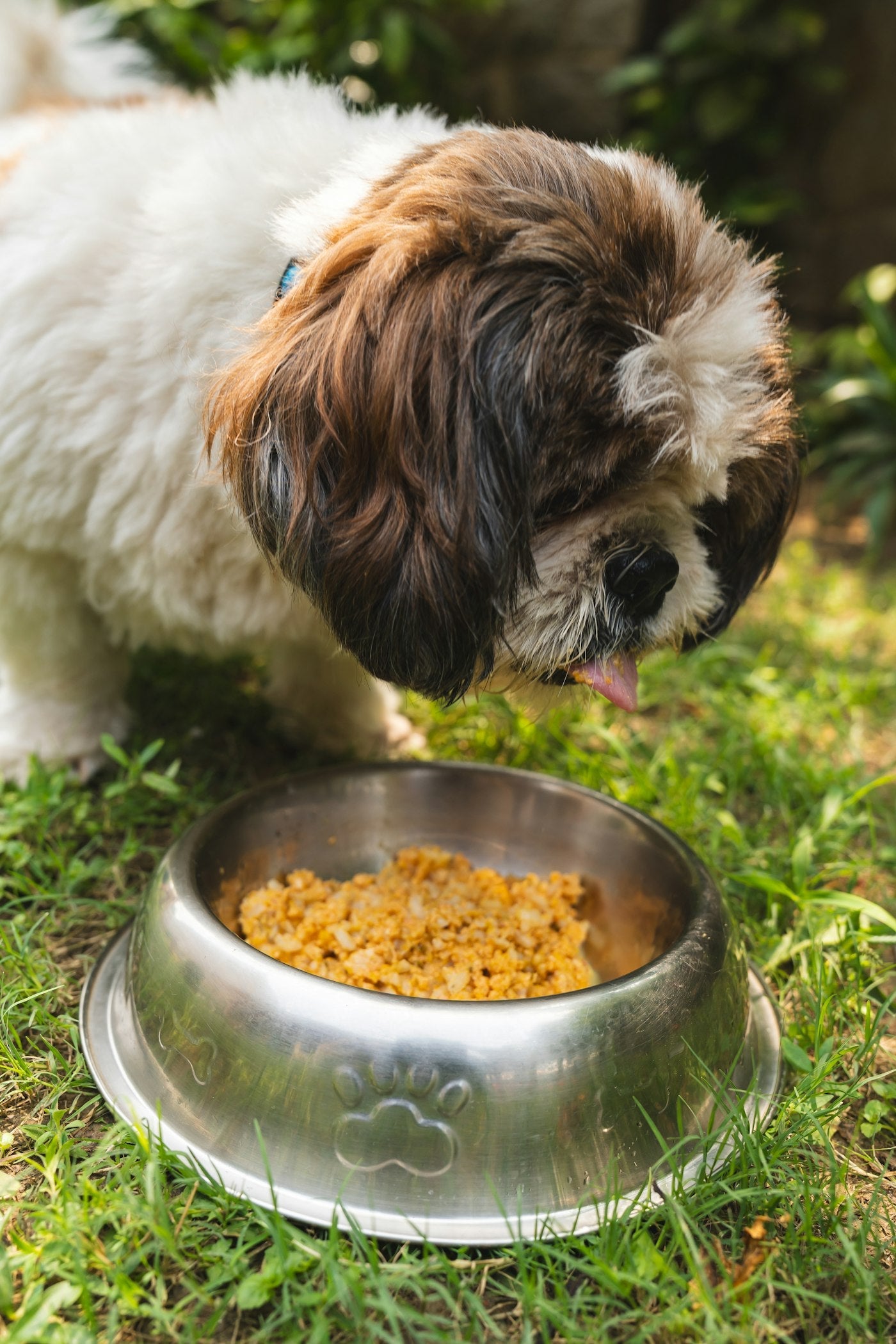 Perro comiendo pellet de su plato, ejemplo de cómo elegir el mejor alimento para perros