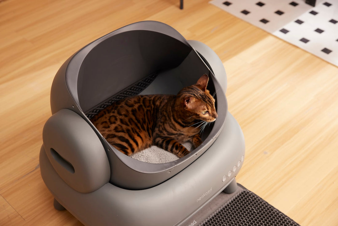 Gato dentro de su arenero, eligiendo la mejor arena para gatos