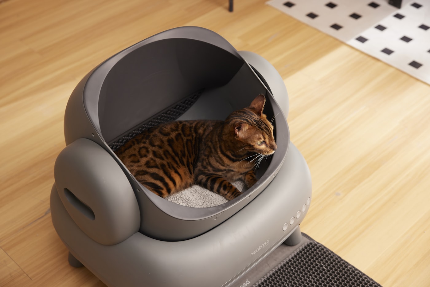 Gato dentro de su arenero, eligiendo la mejor arena para gatos
