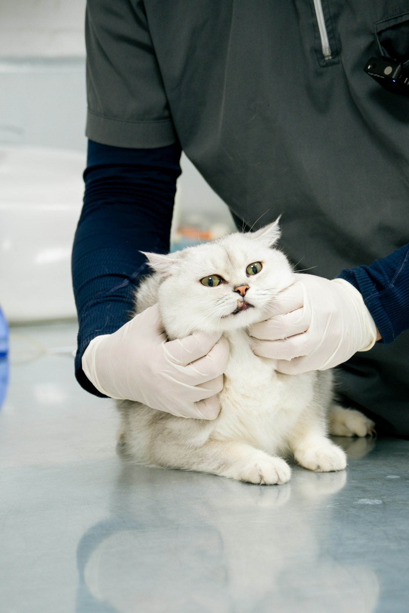 Gato atendido por un veterinario, para saber cada cuánto desparasitar a un gato