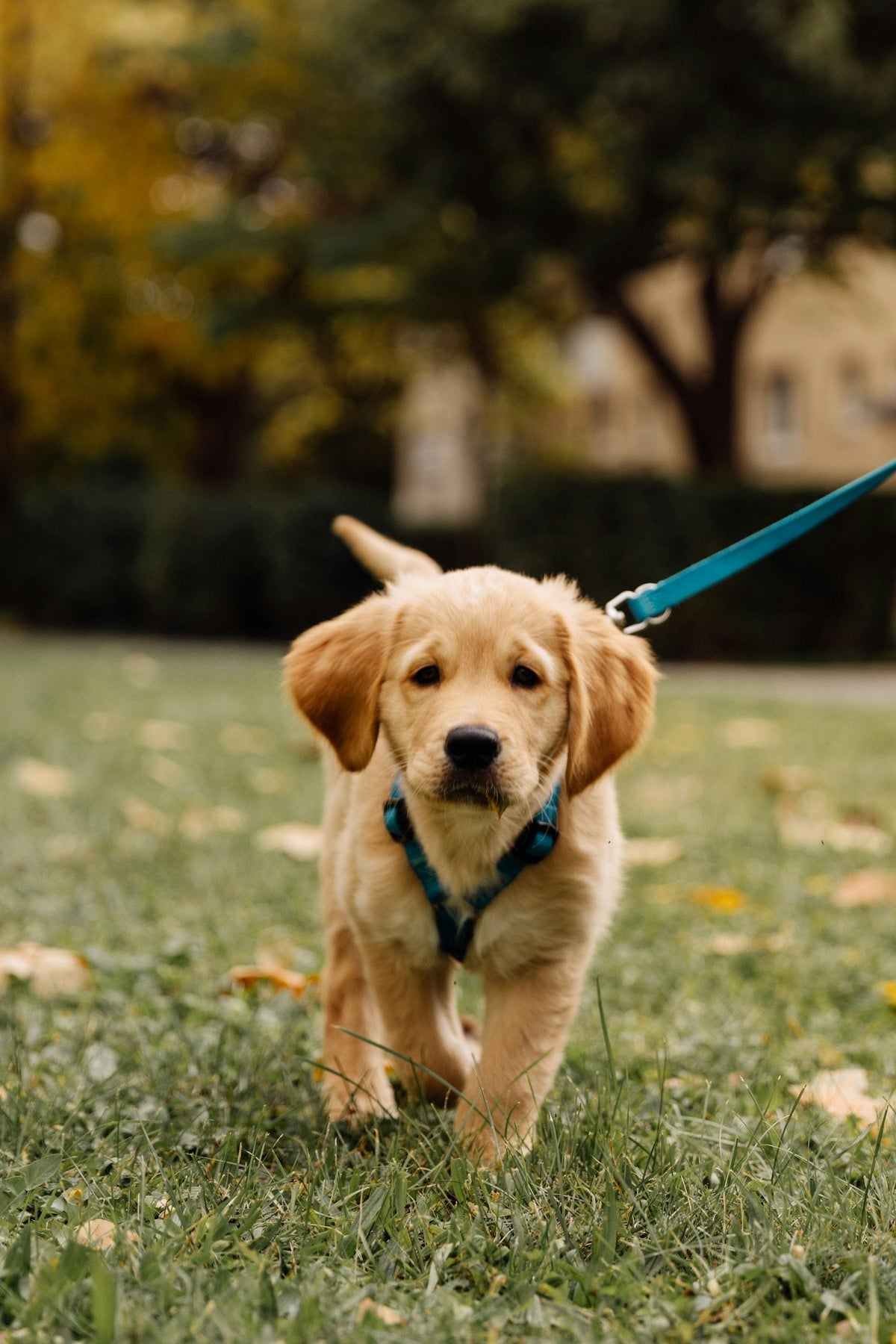 Cachorro paseando con correa, respondiendo cuándo puedo sacar a mi cachorro a la calle