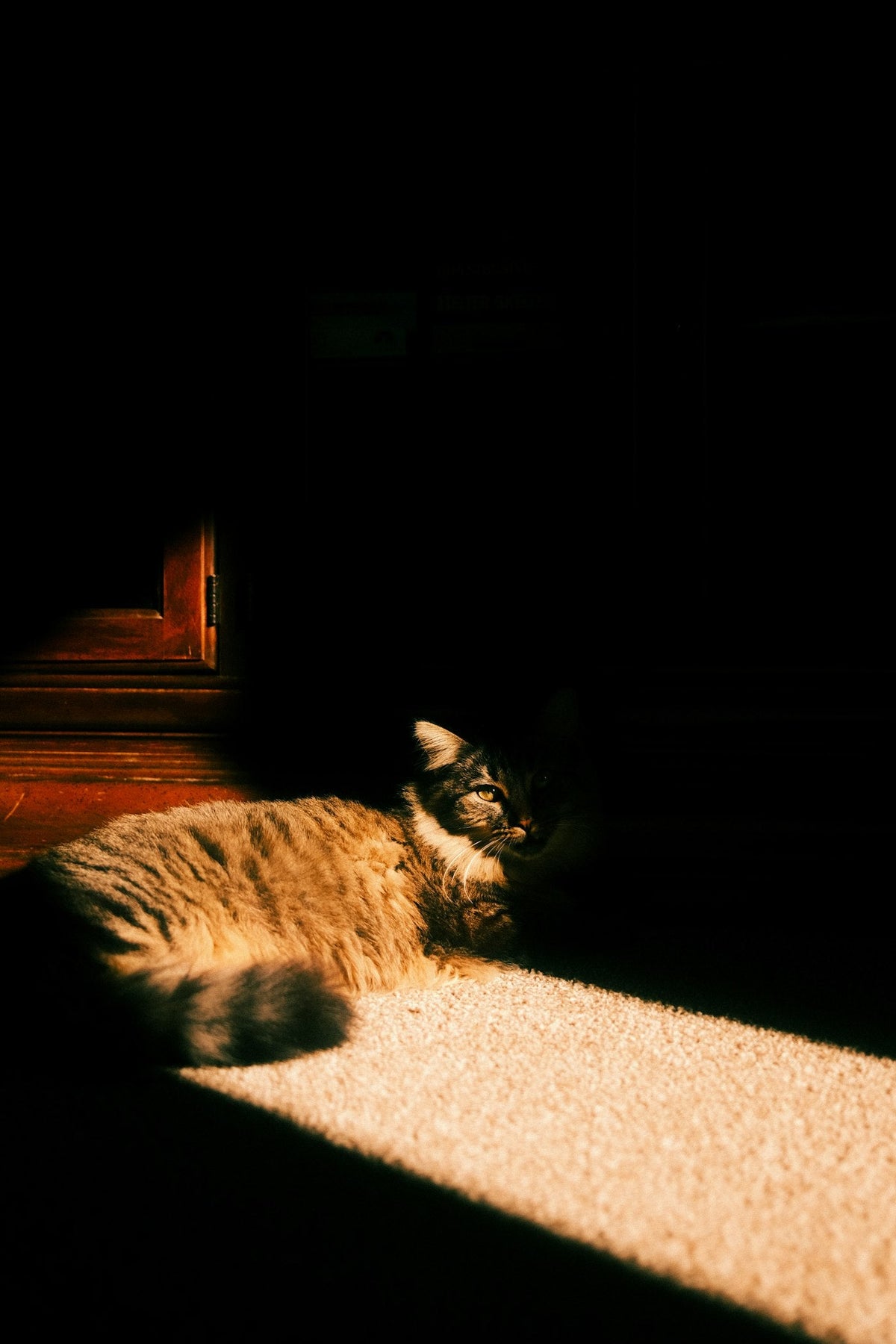 Gato descansando al sol, señal de a qué edad un gato es senior