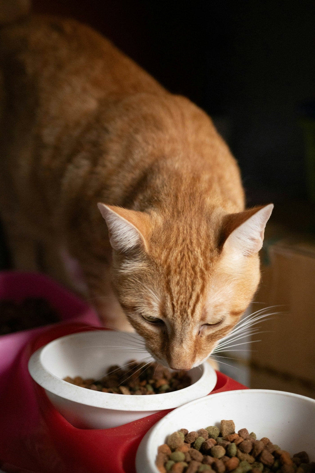 Gato comiendo pellet de su cuenco, ejemplo de cómo elegir el mejor alimento para gatos