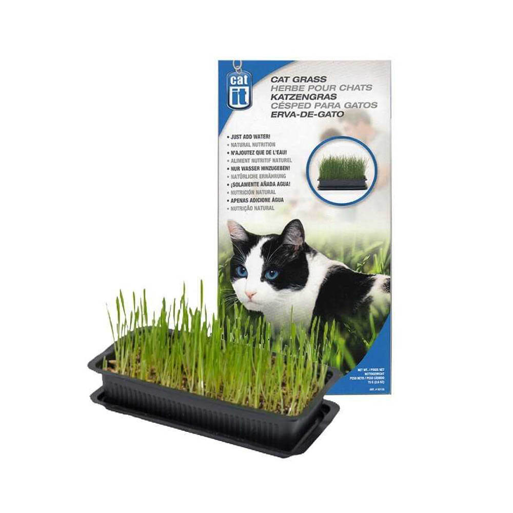 Catit Pasto Para Gatitos